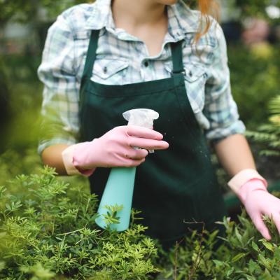 close-up-photo-of-woman-hands-in-pink-gloves-spraying-plants-leaves-in-greenhouse