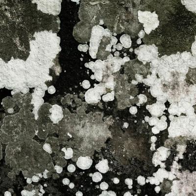 Soluzioni per la prevenzione di muschi e muffa