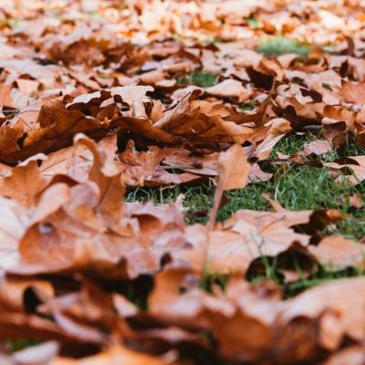 Protezione delle coperture dalle foglie