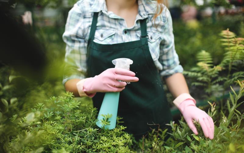 close-up-photo-of-woman-hands-in-pink-gloves-spraying-plants-leaves-in-greenhouse
